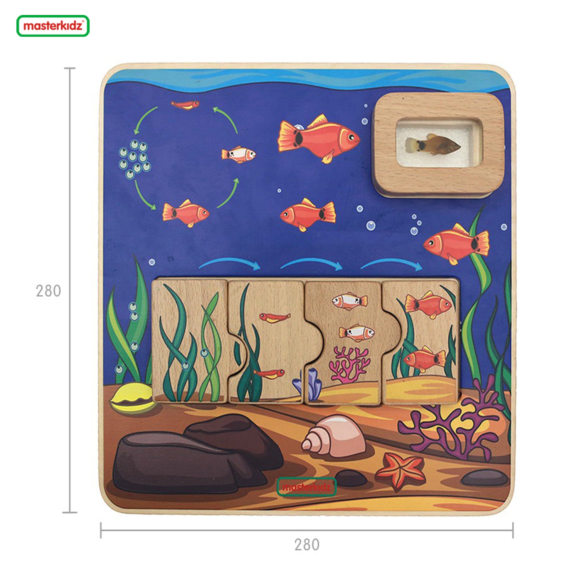Hands-on learning with Masterkidz fish life cycle board.