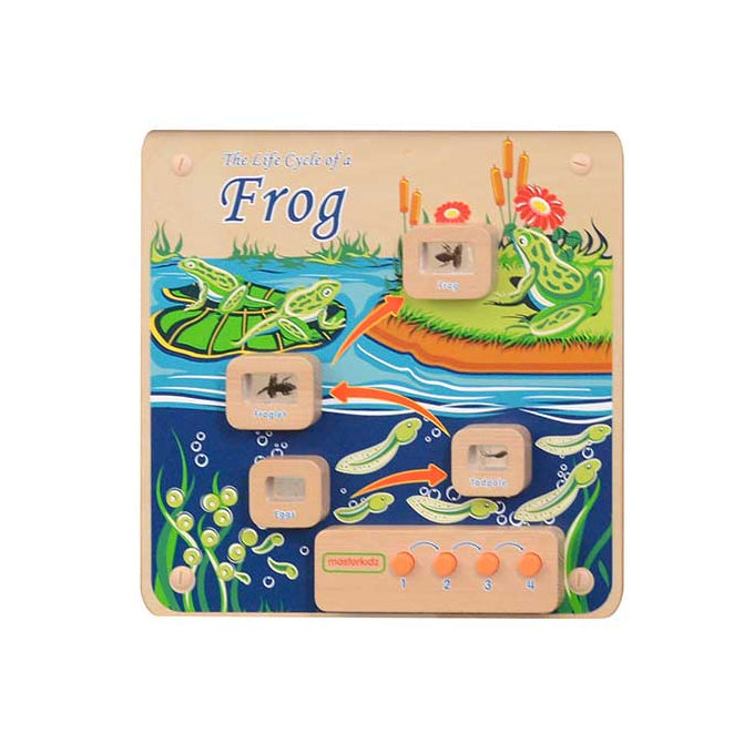 Masterkidz light-up frog life cycle wall board in classroom