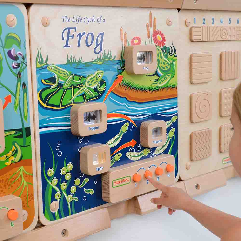 Frog life cycle wall activity for preschool and primary education