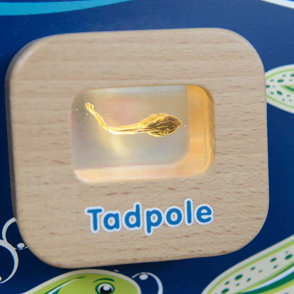 STEM biology learning wall panel for early years classrooms