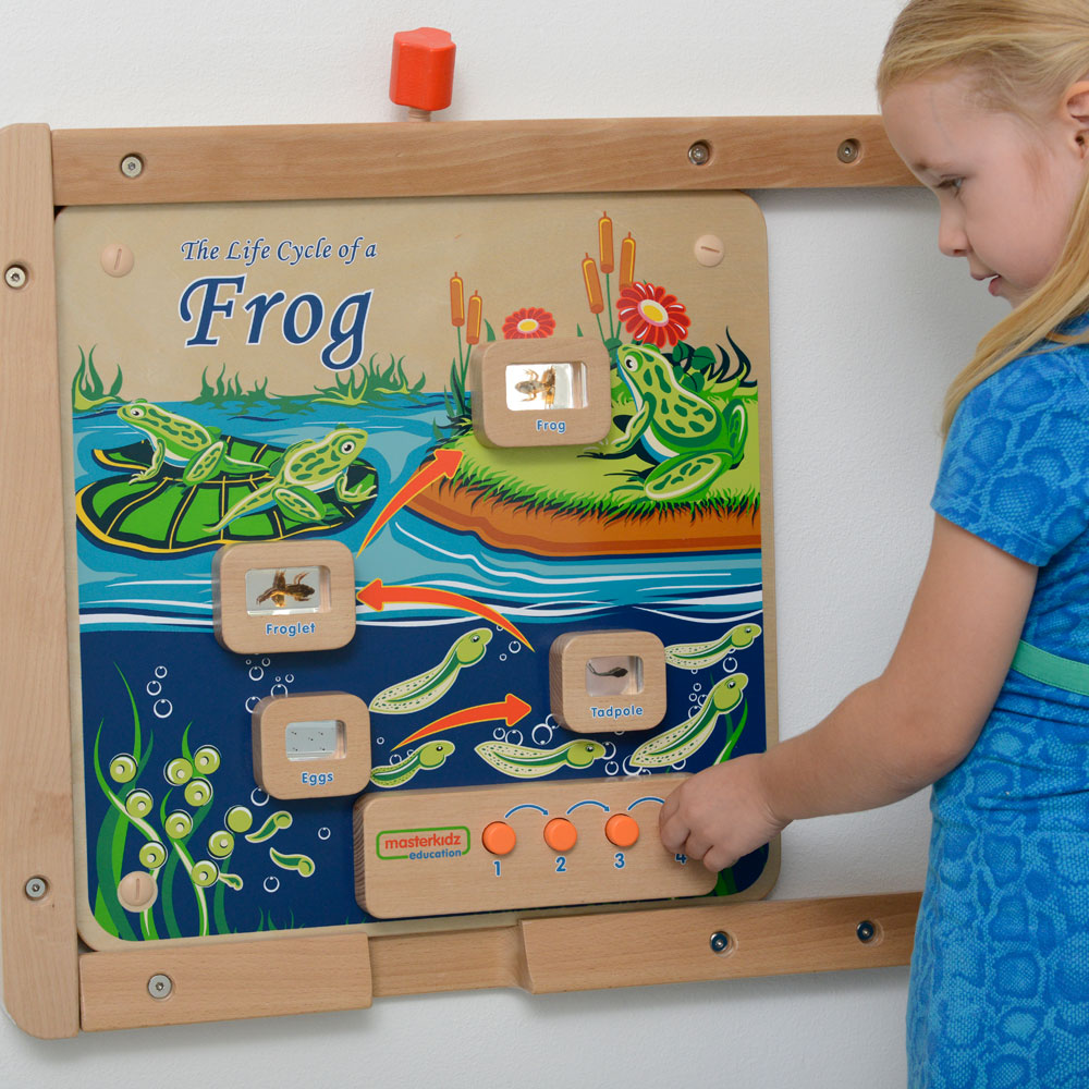 Educational frog life cycle learning board for schools
