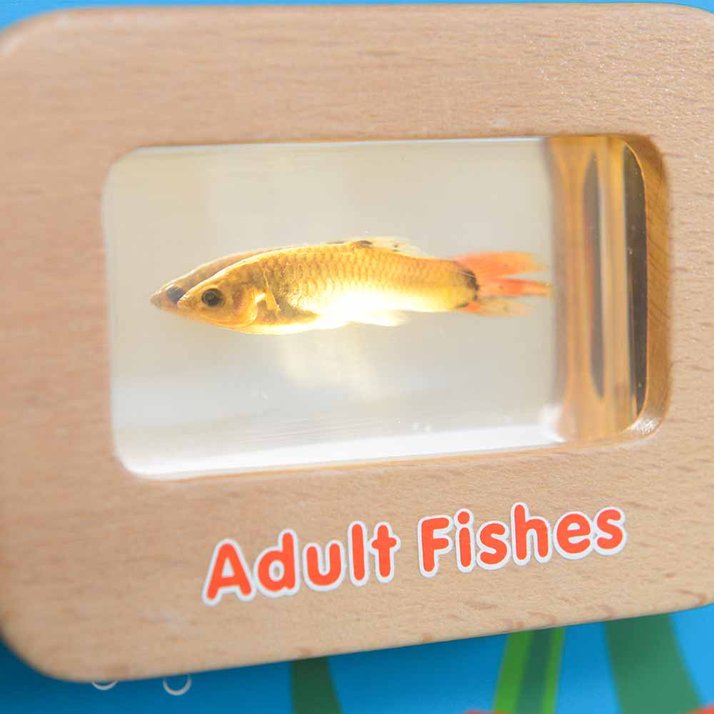 Montessori inspired fish life cycle wall element