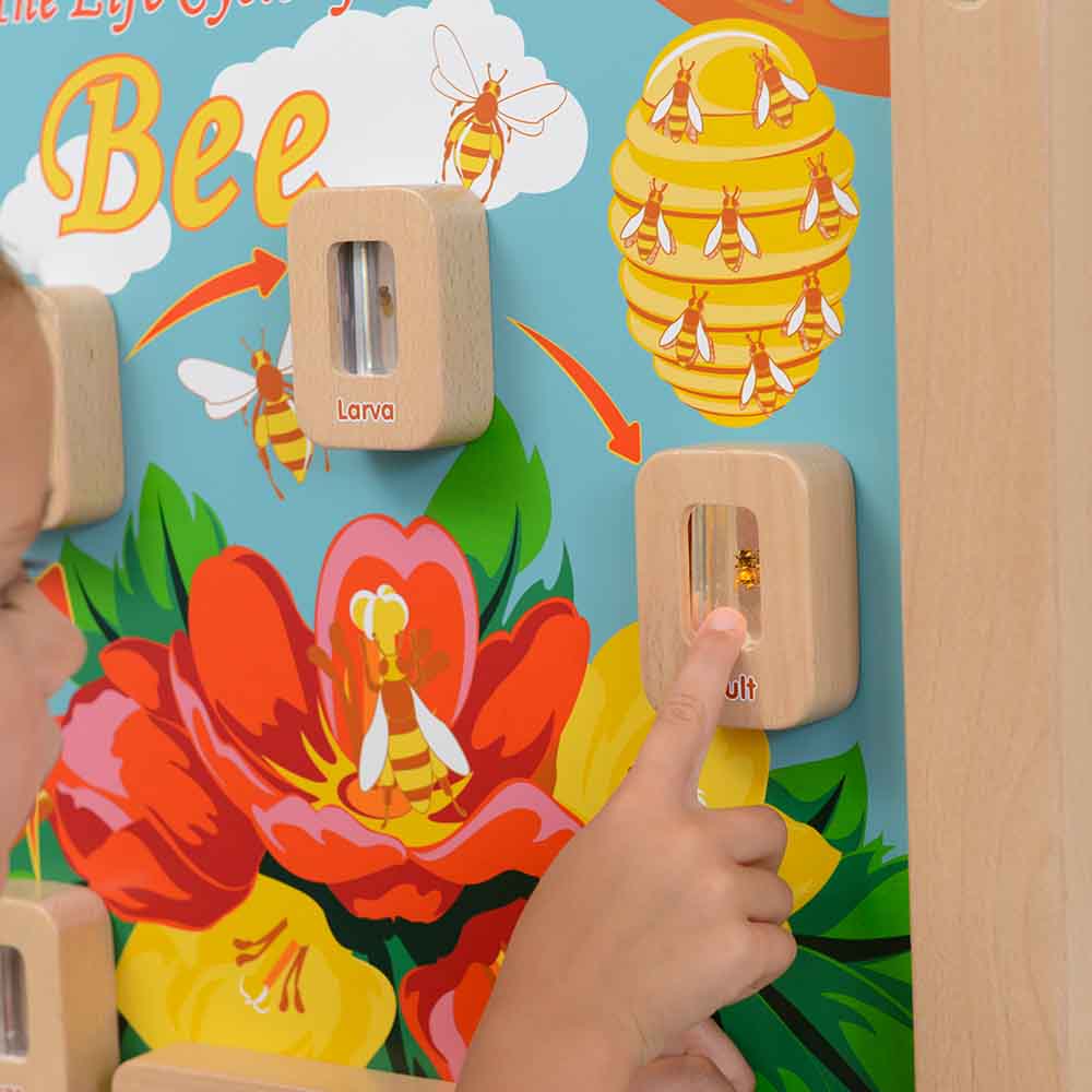 Real-life bee specimens in clear acrylic blocks for education