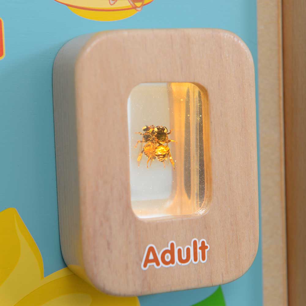 Educational insect life cycle wall board for kids