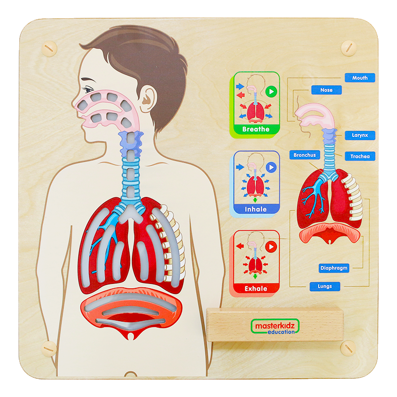 Interactive STEM learning respiratory system model for toddlers and preschoolers