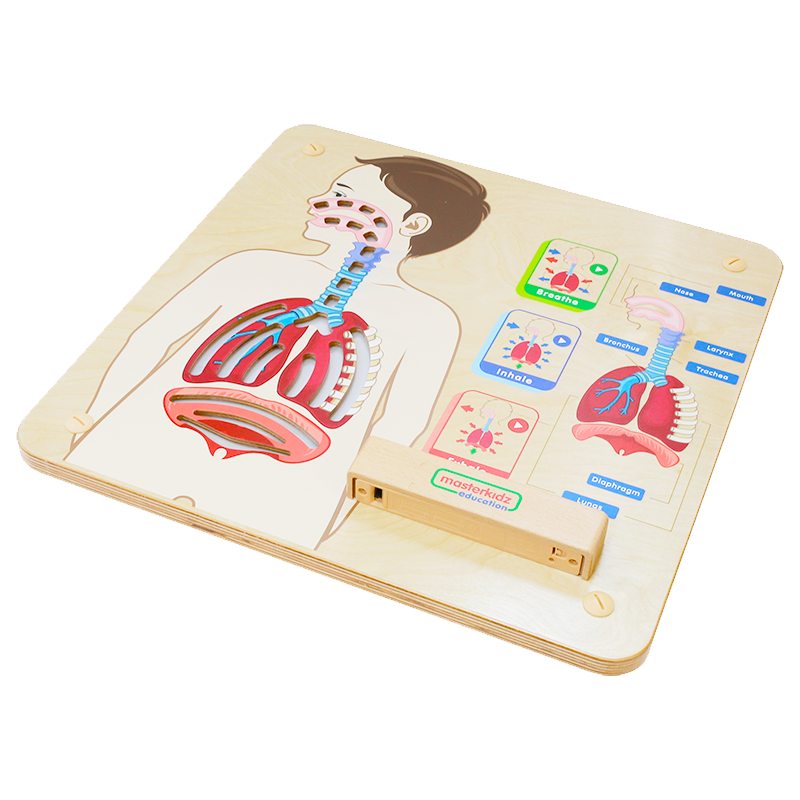 Human anatomy toy showing inhale, exhale, and full breathing process