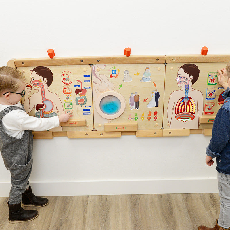 Masterkidz breathing model with interactive diaphragm and lung movements