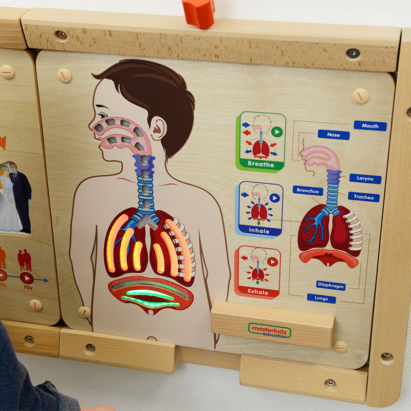 Educational science toy – respiratory system, airways, lungs, nose, and mouth