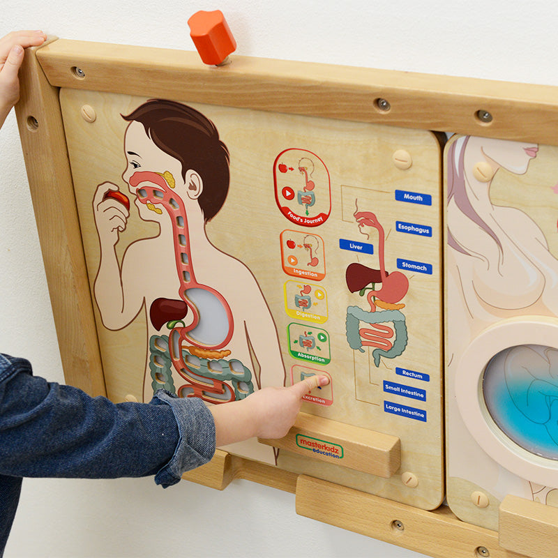 Masterkidz Digestive System Learning Board – interactive human anatomy toy