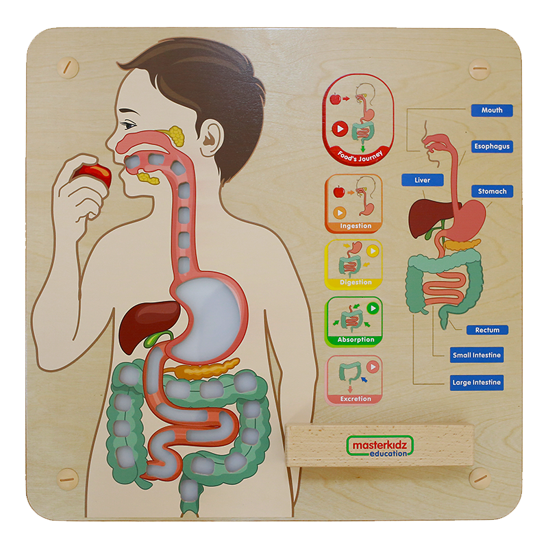 Educational digestive system model with light effects for toddlers and preschoolers