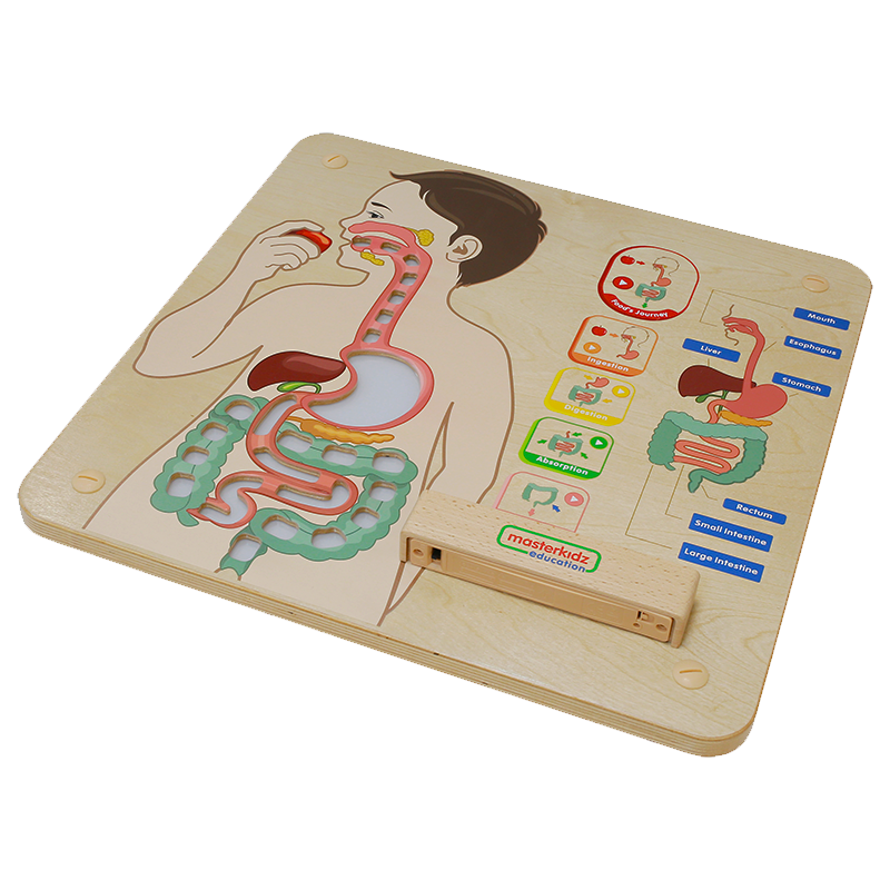 Kids exploring mouth, stomach, intestines, and large intestine on learning board