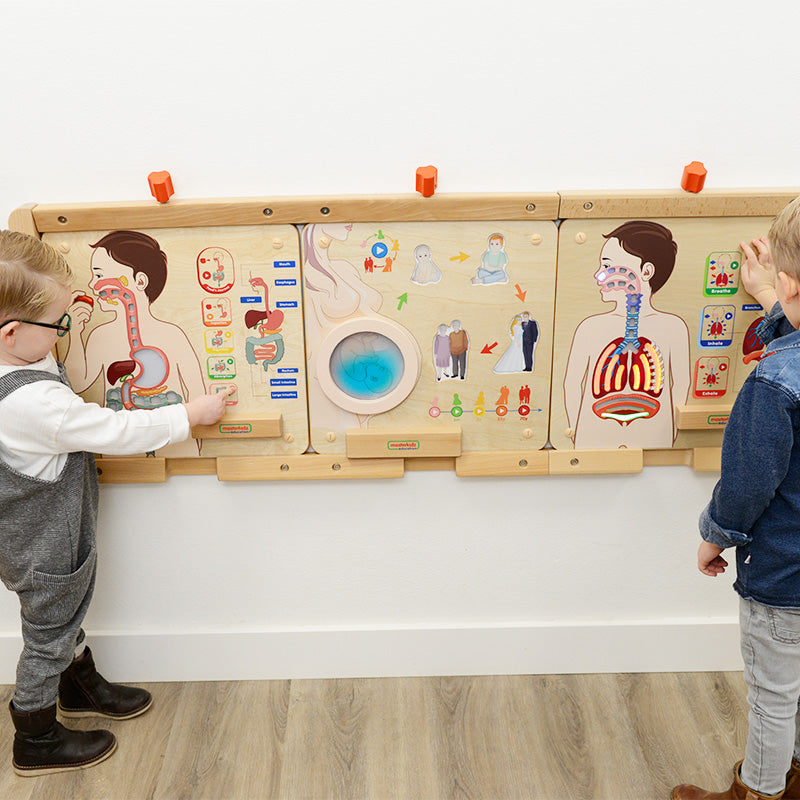 Masterkidz digestive system board for home, preschool, and classroom learning