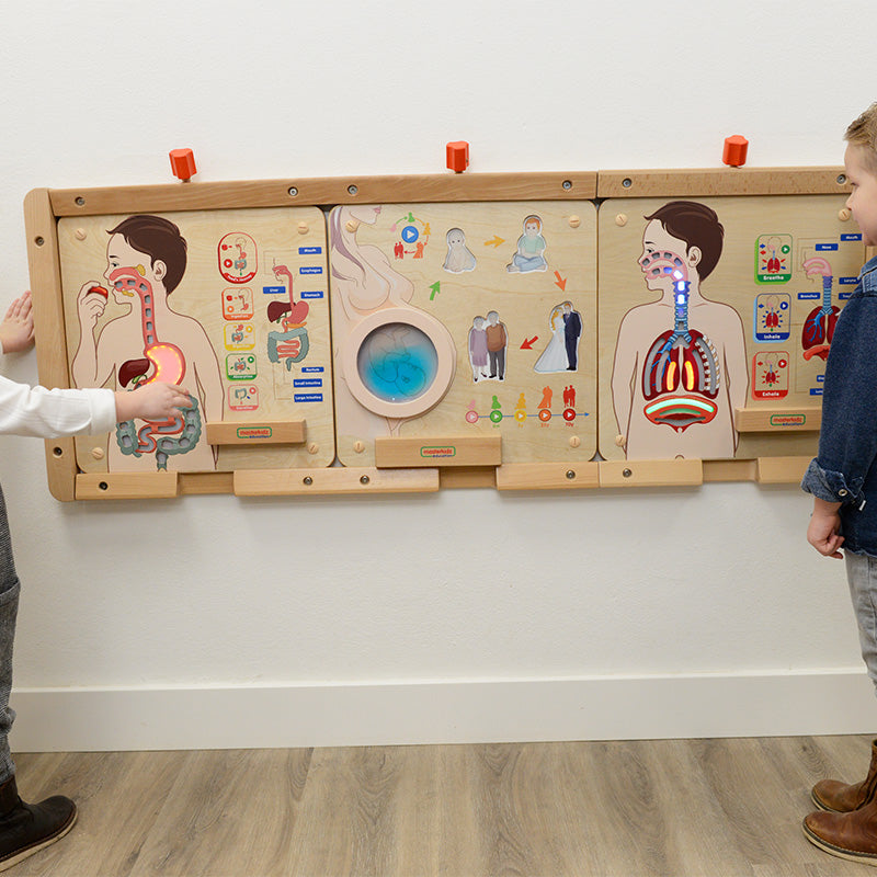 Human anatomy model – Masterkidz digestive system educational board