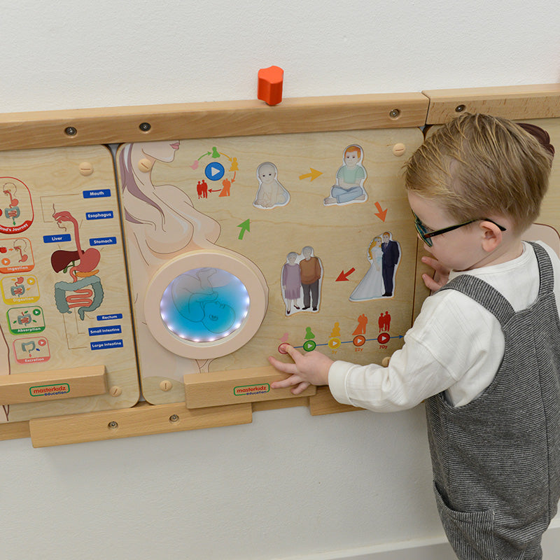 Masterkidz human life cycle wall element in classroom
