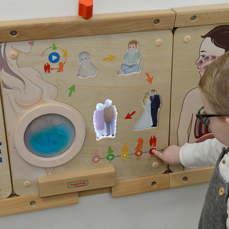 Touch-activated human life cycle learning panel