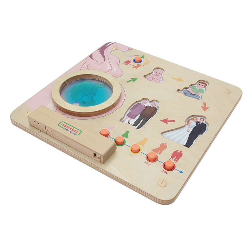 Montessori STEM human life cycle educational toy