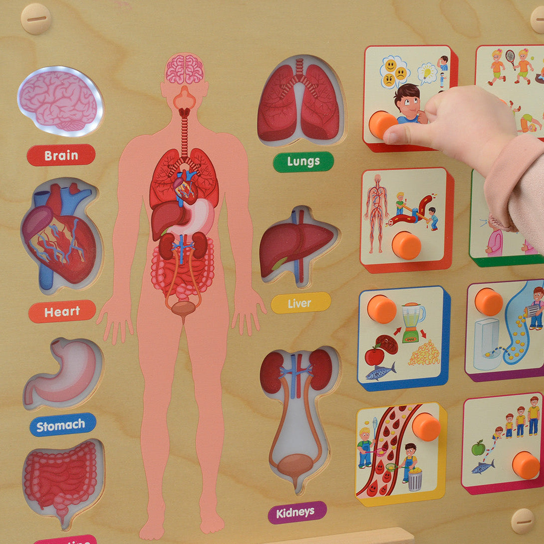 Encourage curiosity and discovery of the human body in children
