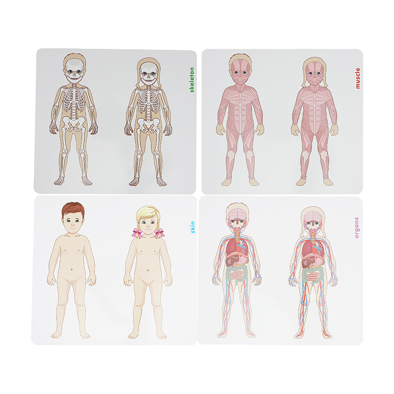 Masterkidz human body layered puzzle – teaches kids anatomy and body structure