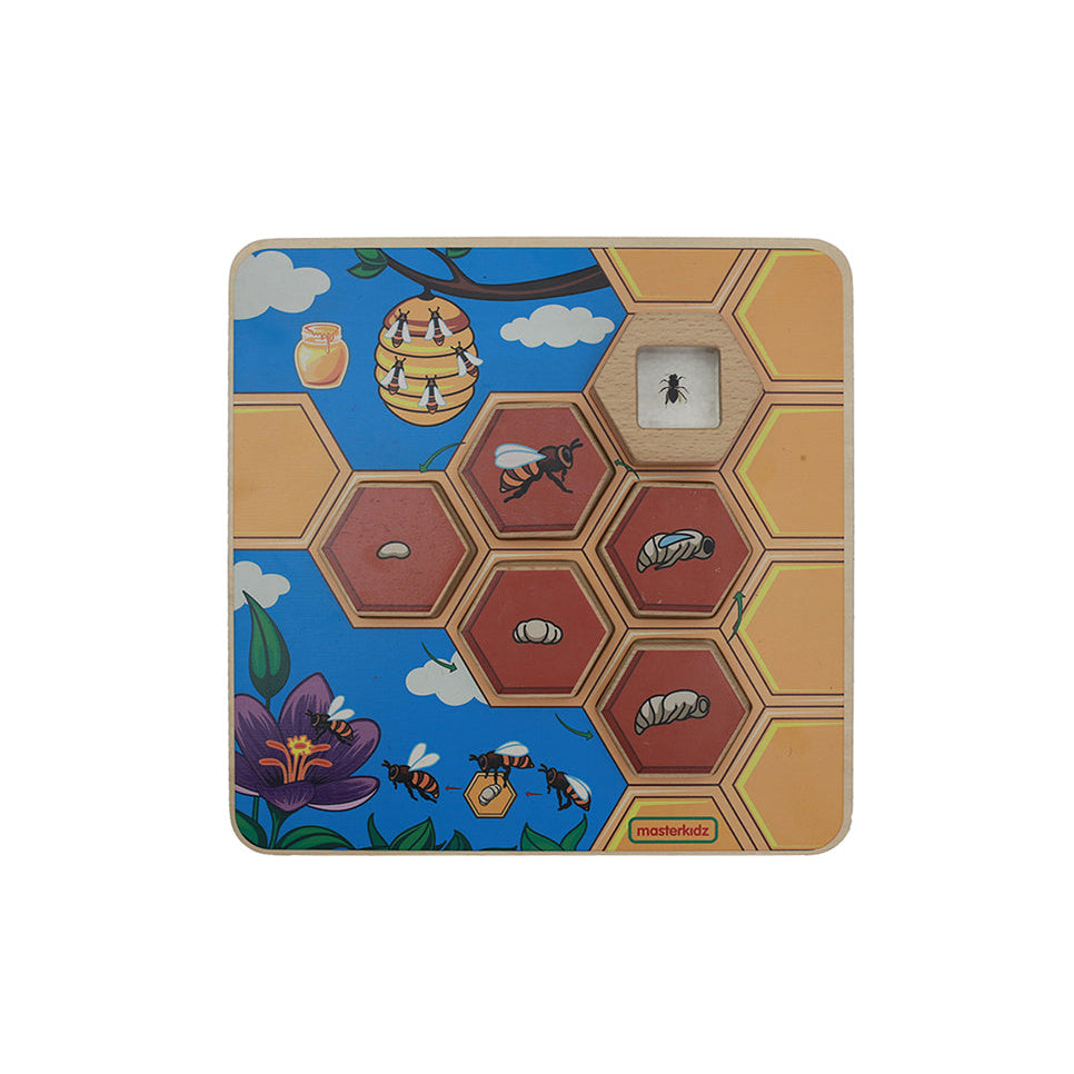 Interactive learning board illustrating the life cycle of a honey bee.
