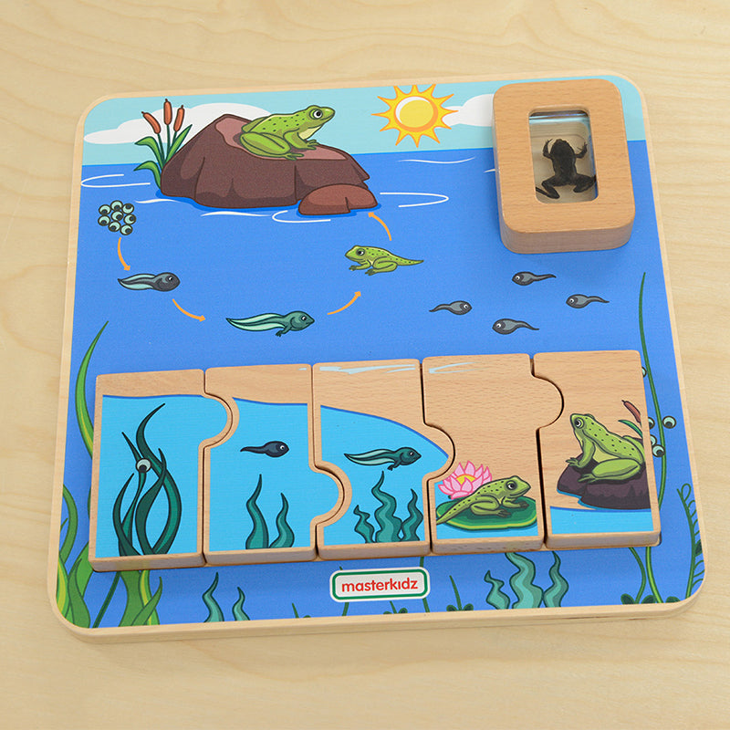 Hands-on learning with Masterkidz wooden frog life cycle puzzle in preschool