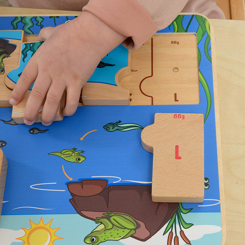 Toddlers engaging with Masterkidz frog life cycle puzzle at home or classroom.