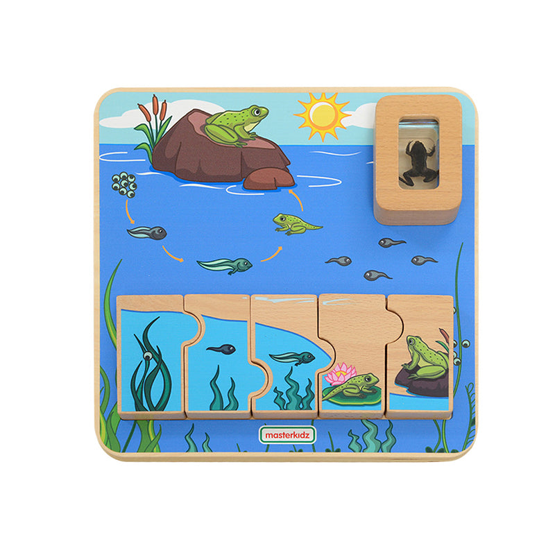 Masterkidz frog life cycle puzzle